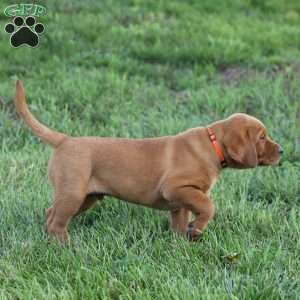 Domino, Fox Red Labrador Retriever Puppy
